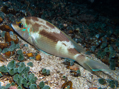 Threadfin Monocle Bream photo 2