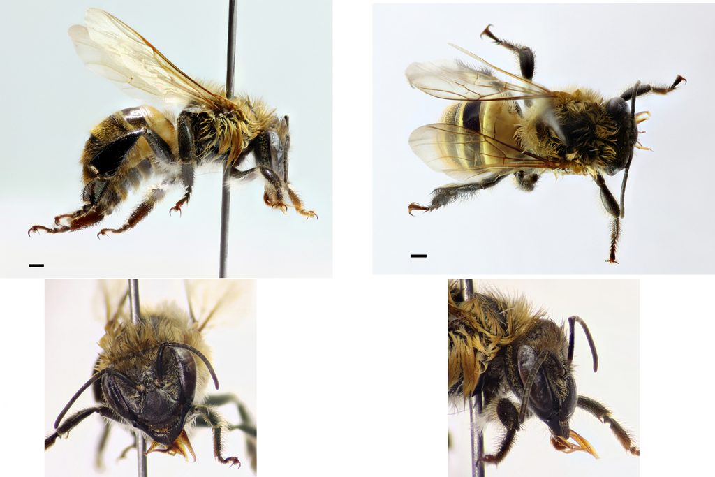 Melipona eburnea