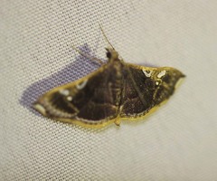 Glyphodes bilunalis