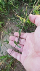 Silene gallica