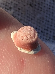 Homotrema rubrum