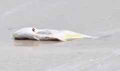 Trachinotus carolinus