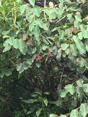 Cotoneaster frigidus