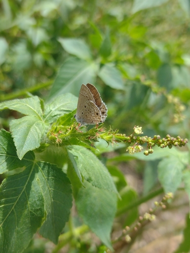 Cramer’s Scrub-Hairstreak