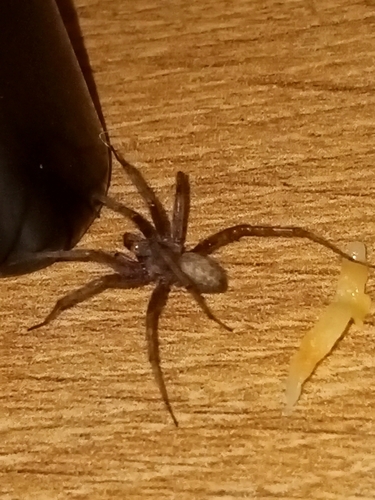 Podrumski pauk (Tegenaria domestica)