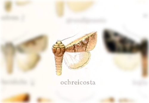 Pseudoleucania ochreicosta
