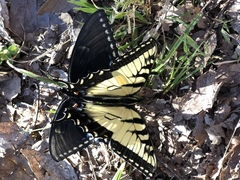 Papilio glaucus