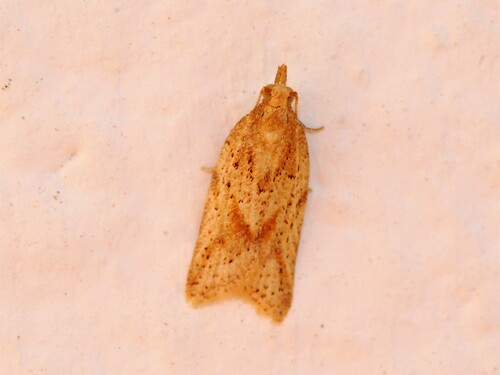 Clepsis coriacana (Rebel, 1894)