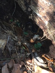 Plethodon chlorobryonis