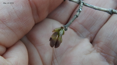 Lonicera praeflorens