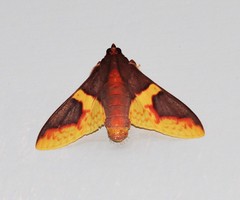 Pachynoa purpuralis
