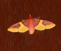 Pachynoa purpuralis