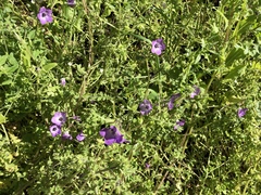 Pholistoma auritum auritum