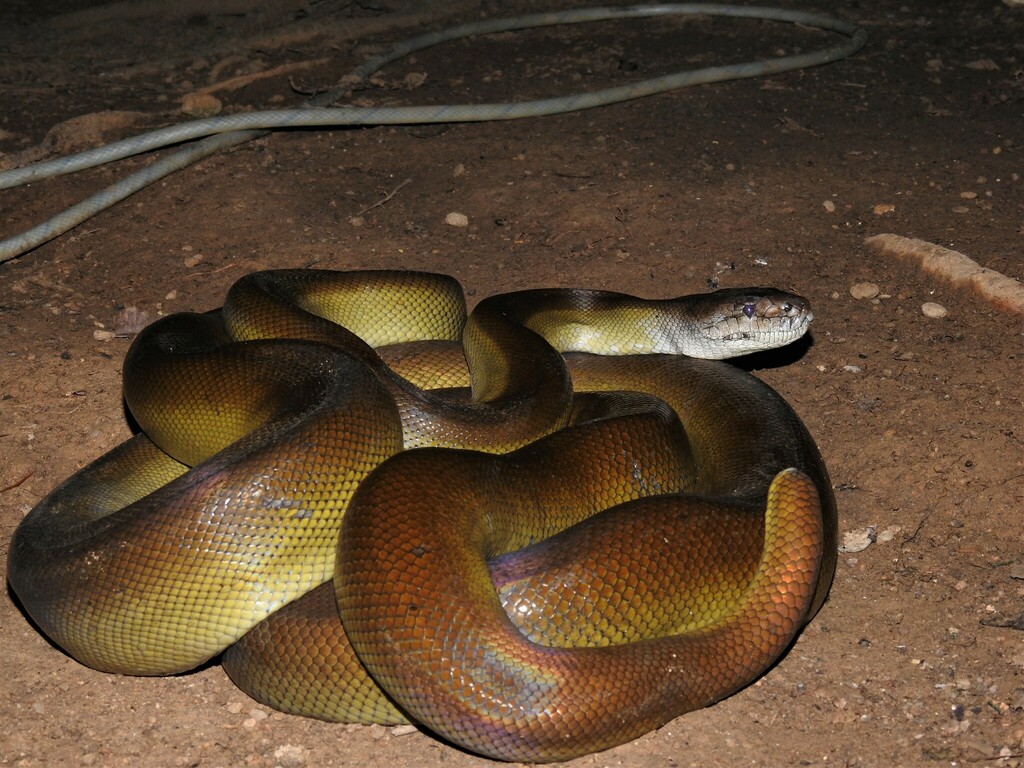 Papuan Olive Python