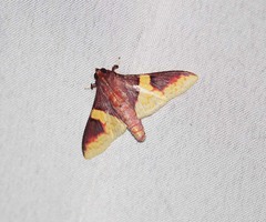 Pachynoa purpuralis