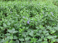 Vinca major