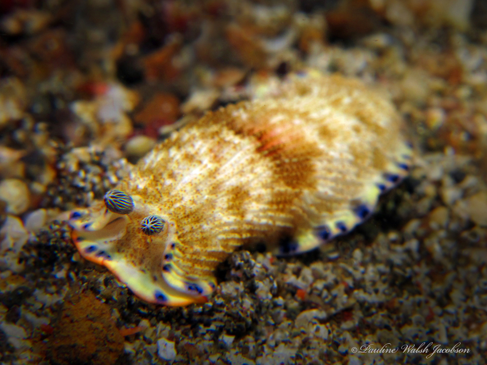 Dermatobranchus caeruleomaculatus