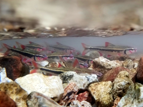 Bloed-shiner (Luxilus zonatus) — Cyprinidae