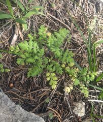 Phacelia congesta