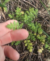 Phacelia congesta