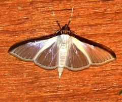 Cydalima laticostalis