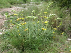 Phlomis lychnitis