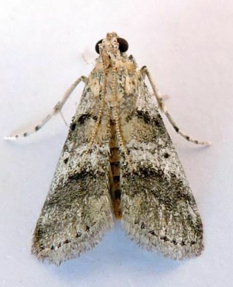 Pococera speciosella