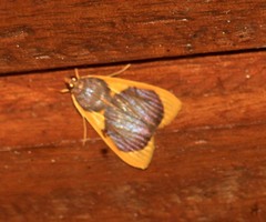 Prooedema inscisalis