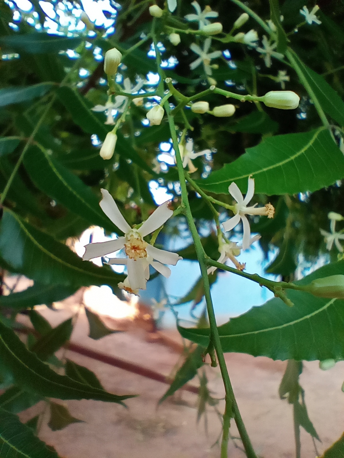 Azadirachta indica