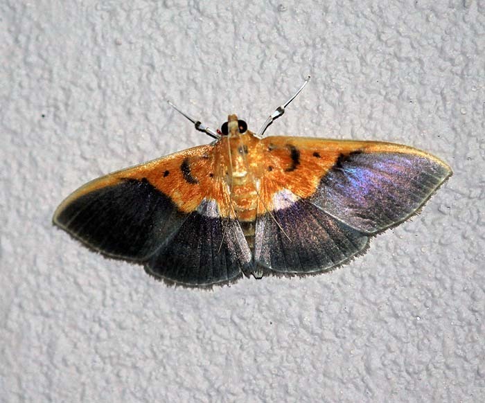 Syllepte bipartalis