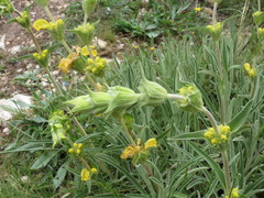 Phlomis lychnitis