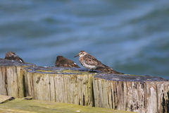 Calidris ptilocnemis