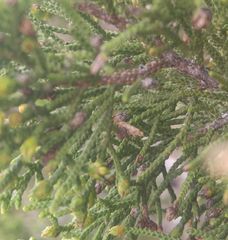 Argyresthia alternatella