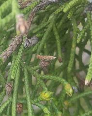 Argyresthia alternatella