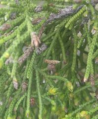 Argyresthia alternatella