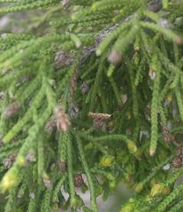 Argyresthia alternatella