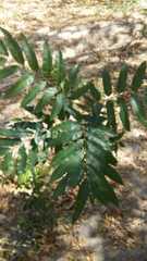 Thouinidium decandrum