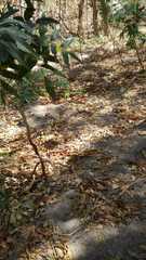 Thouinidium decandrum