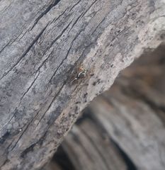 Pelegrina pervaga