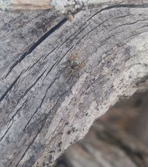 Pelegrina pervaga