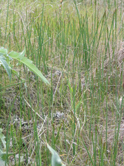 Brodiaea filifolia