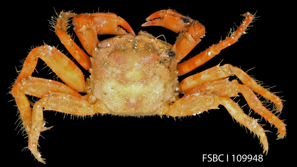 American talon crab