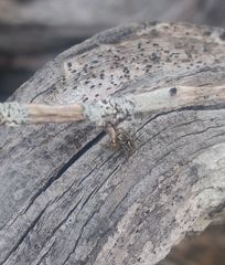 Pelegrina pervaga