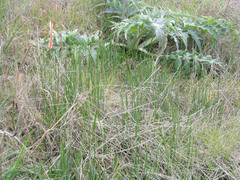 Brodiaea filifolia