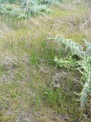 Brodiaea filifolia