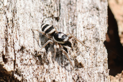 Salticus austinensis