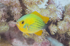 Blue-Green Chromis photo 5