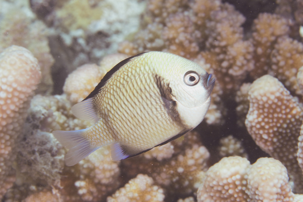 Reticulated Damselfish from Cook, QLD, Australia on October 26, 2023 at