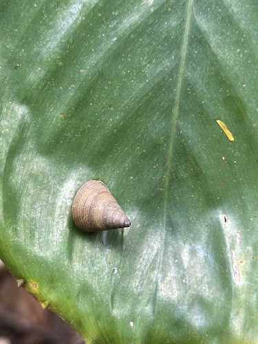 Pseudoxychona spiritualis