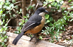 Laniarius ferrugineus